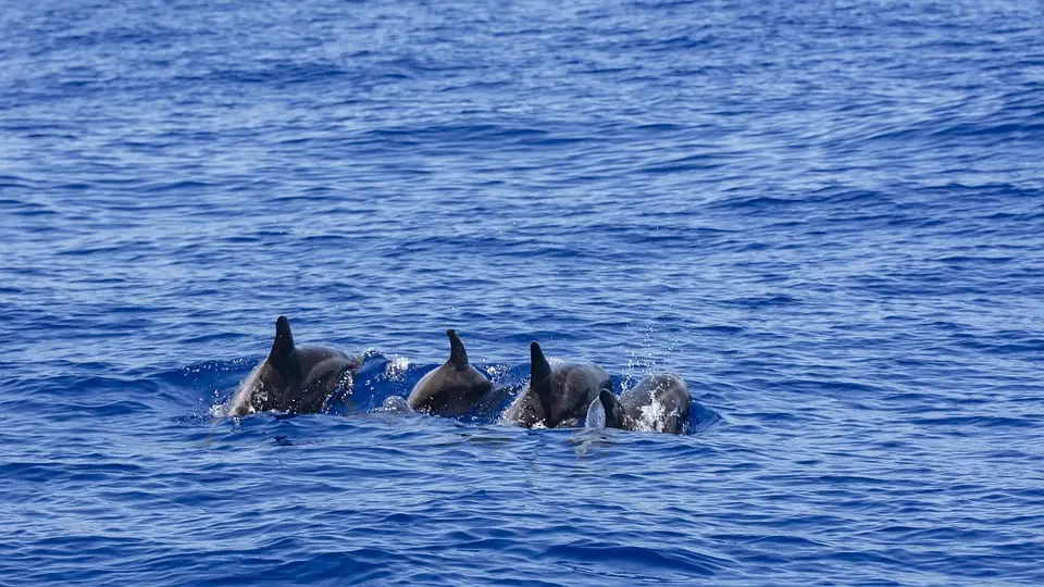 Dolphins 4368919 960 720 | GoFish.Rocks