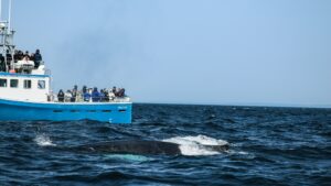 A whale watching tour boat full of passengers as a whale surfaces beside it